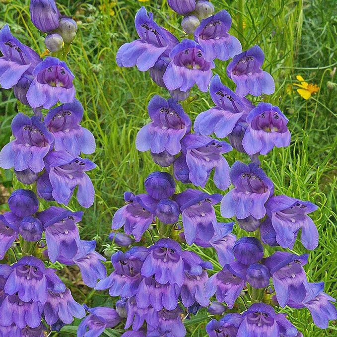 Penstemon Strictus Violet Seeds for Beautiful Violet Flowers