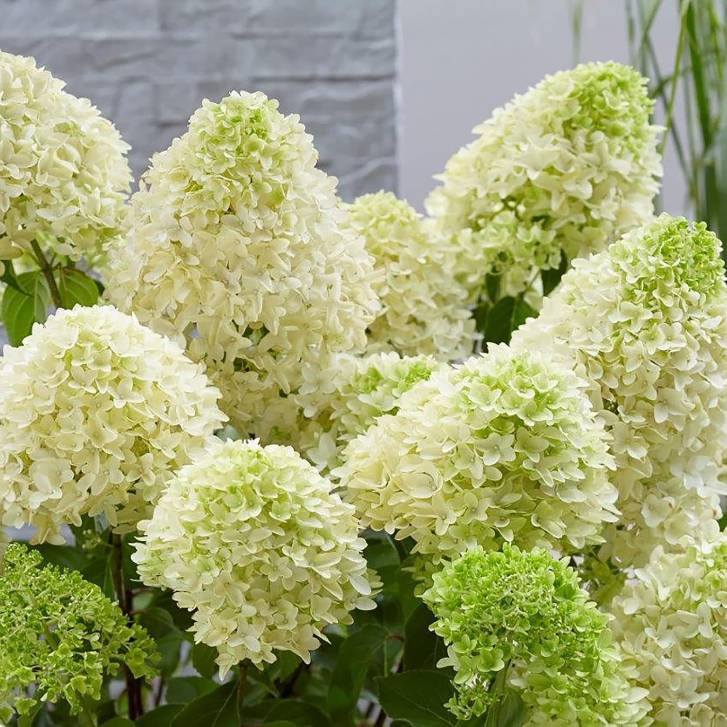Hydrangea Paniculata Seeds Peegee Fast Growing Attracts Pollinators Bed Border Patio Outdoor