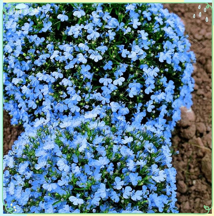 Lobelia Crest Blue White Seeds for Bright and Elegant Garden Flowers
