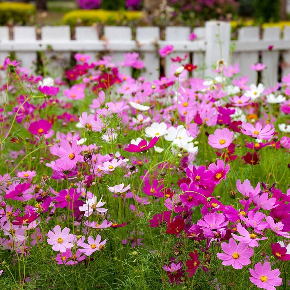 Cosmos Sensation Pinkie Flower Seeds for Soft, Pink Blooms in Your Garden