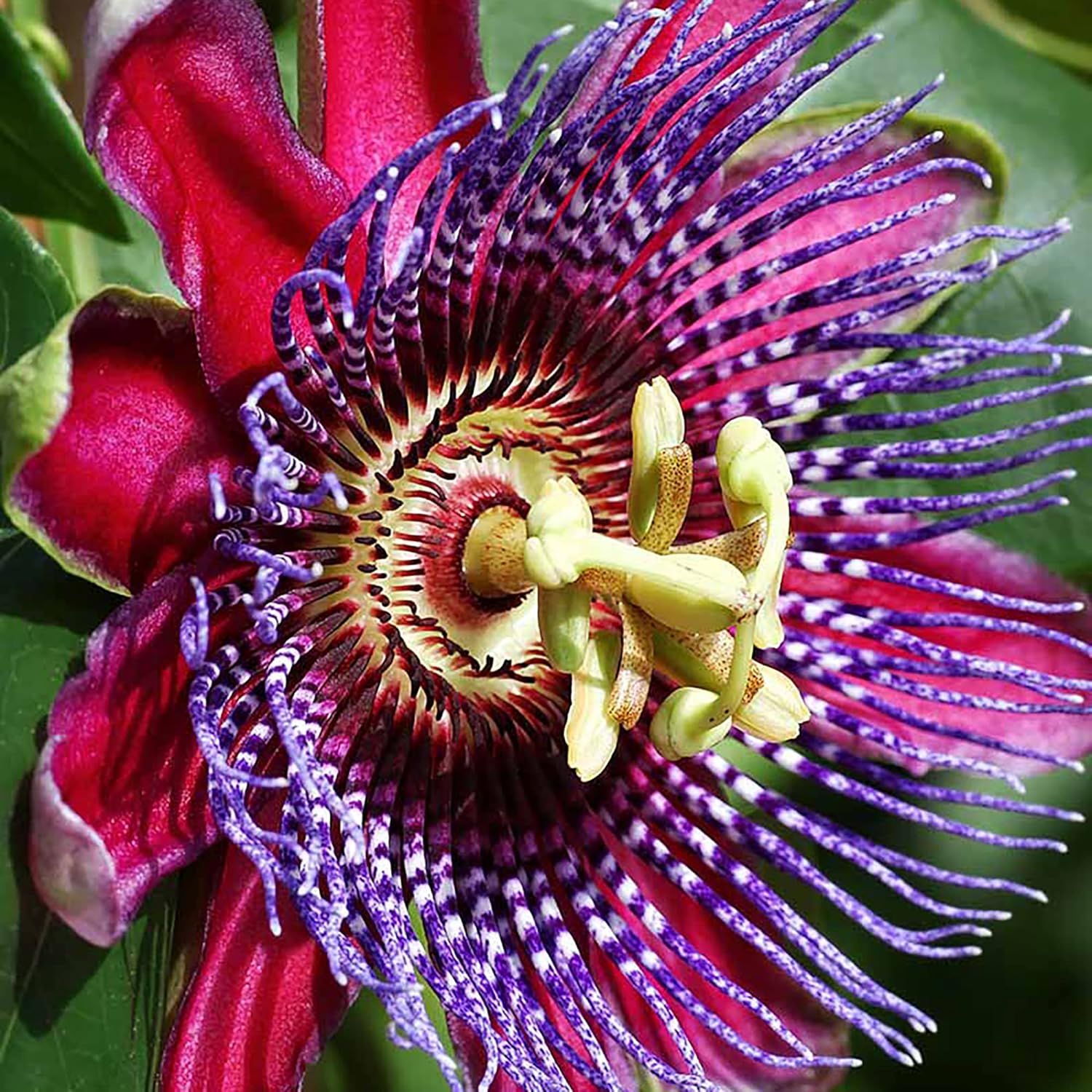 Purple Passion Vine Seeds Passiflora Incarnata Perennial Showy Evergreen Deer Resistant Drought
