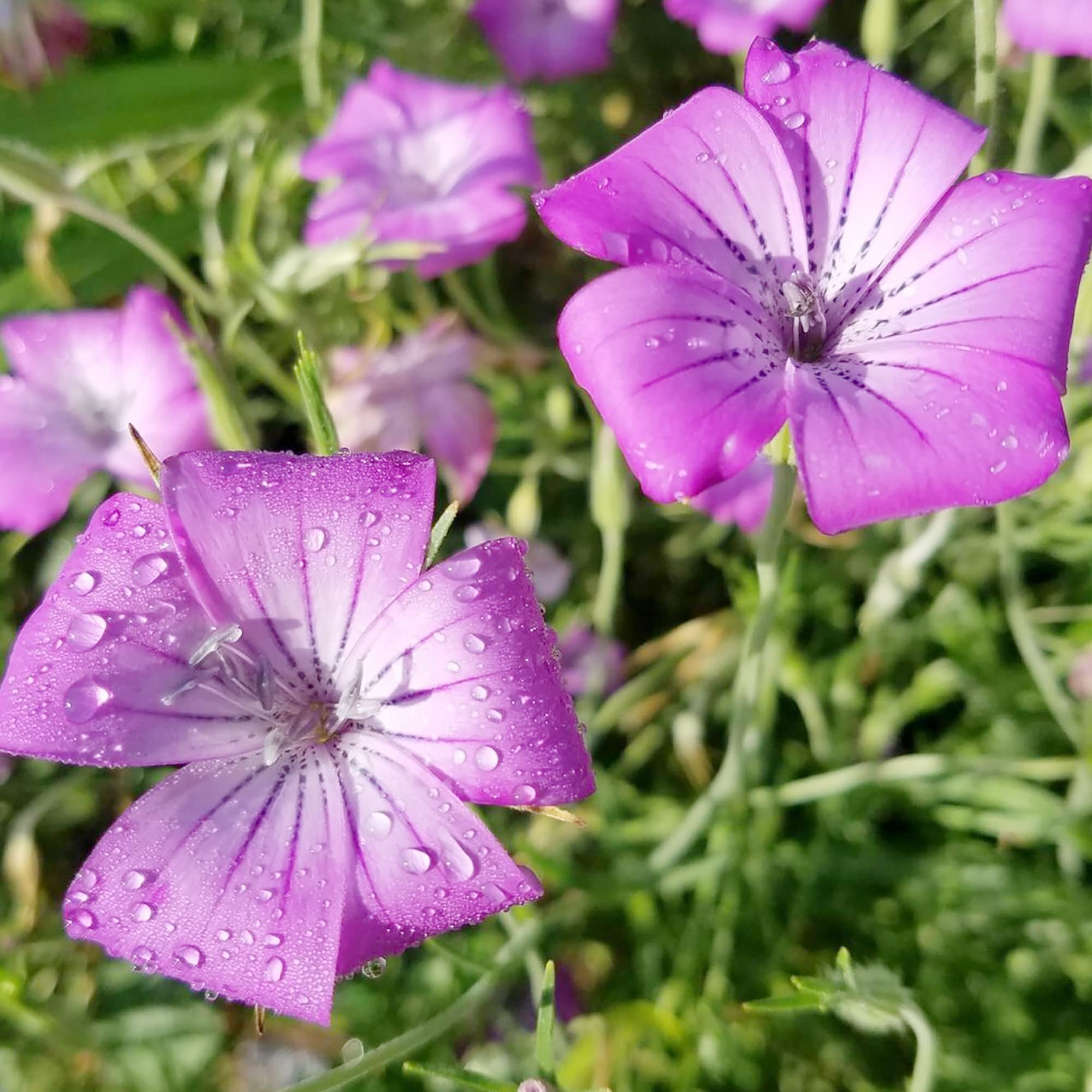 Agrostemma Rose Seeds for Elegant, Hardy Garden Flowers