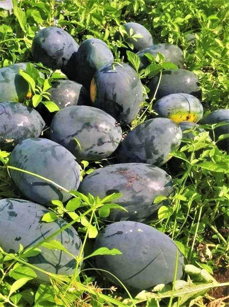 Giant Watermelon Citrullus lanatus Fruit Seeds for Planting in Vegetable Patch - Evergrowseeds