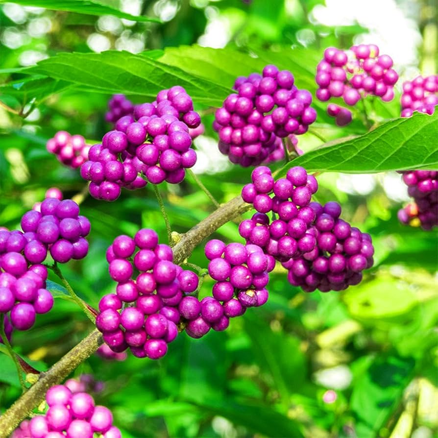 Violet Callicarpa Bodinieri Seeds for Planting  Stunning Fruit-Bearing Plants