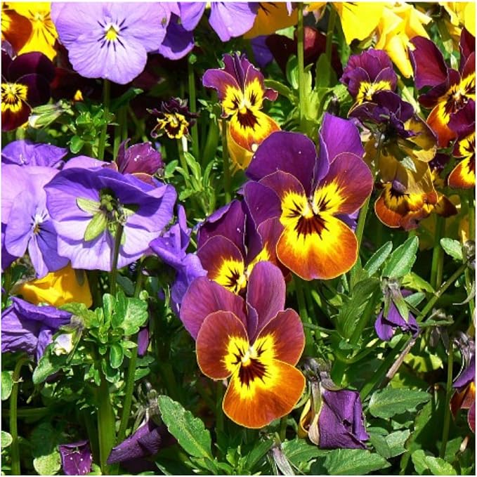 Viola Flower Viola spp. Seeds for Planting in Flower Bed & Garden