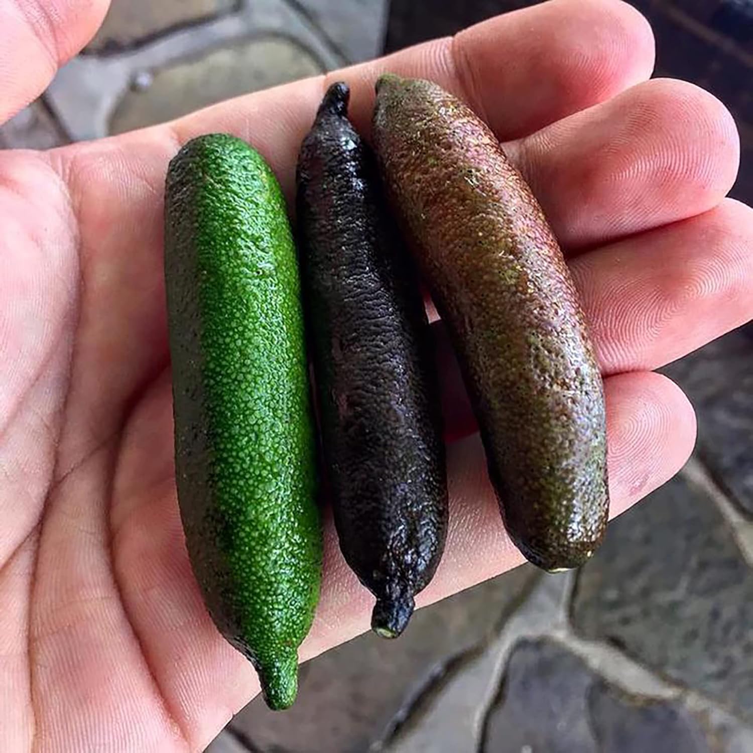 Finger Lime Seeds Non-Gmo Evergreen Spreading Perennial Low Maintenance Cooking Garden Plant Fruit