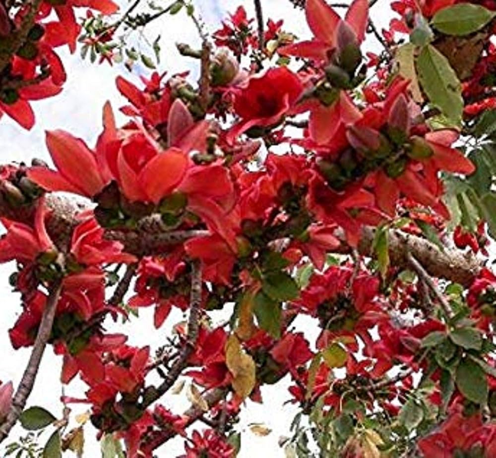 Red Cotton Tree Seeds (Bombax ceiba) – Unique, Tropical Red Flowering Tree for Landscaping