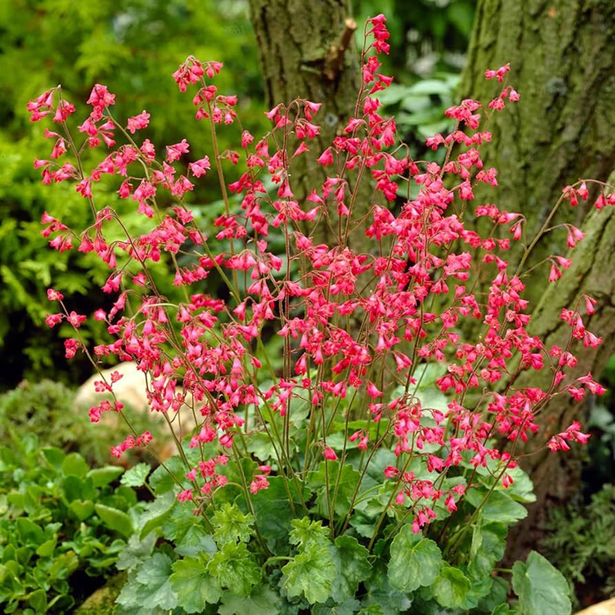 Heuchera Seeds for Planting in Flower Bed