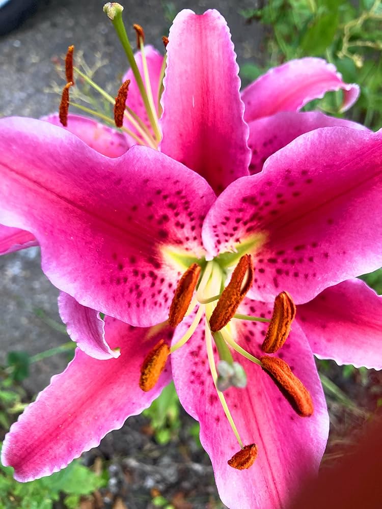Michigan Lily Lilium michiganense Seeds for Planting in Wildflower Garden