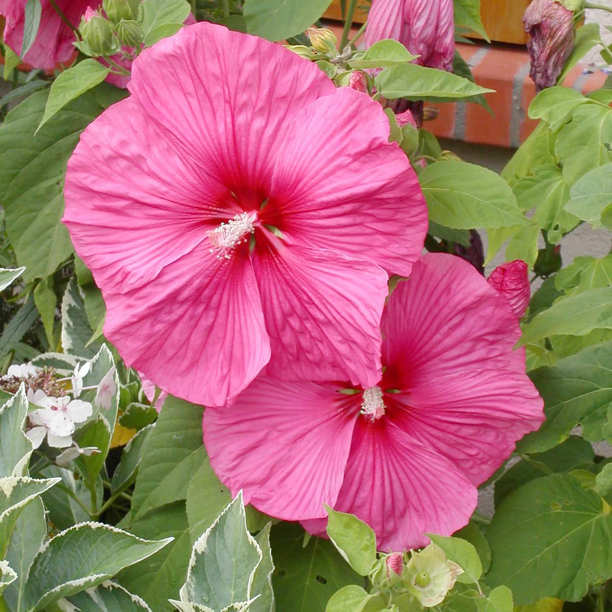 Hibiscus Moscheutos Hibiscus moscheutos Seeds for Planting in Water Garden