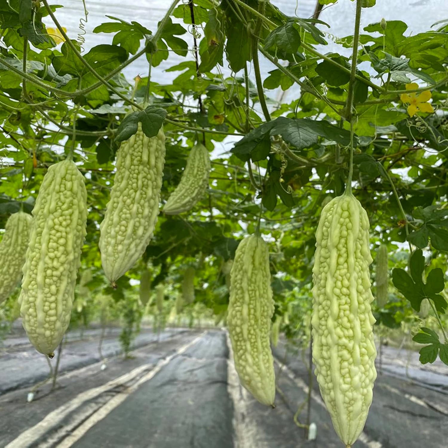 Bitter Gourd Seeds Melon Tropical Taste Rich In Vitamin And Fiber Health Benefit Trellis Garden