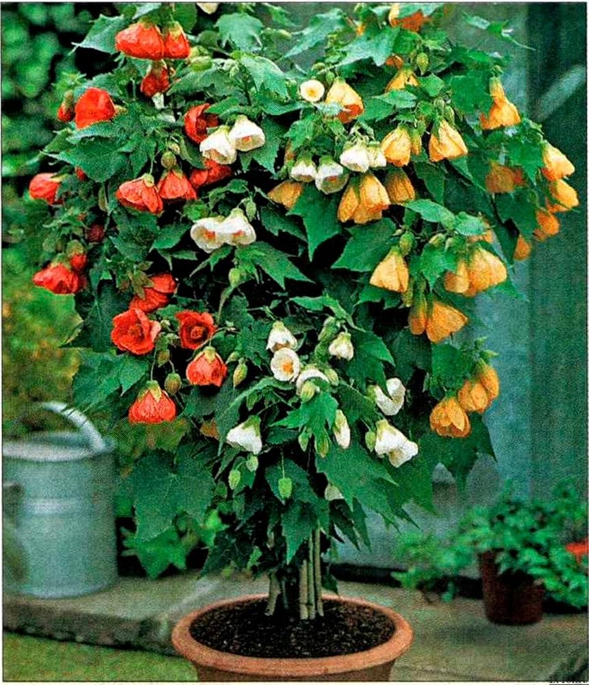 Abutilon Bellvue Flower seeds for Planting - Drought Tolerant, Heirloom & GMO Free Seeds for Home Garden