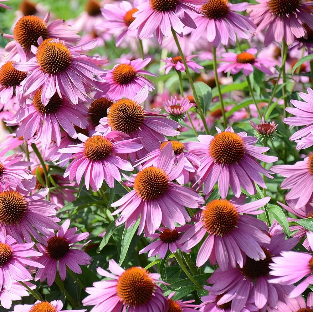 Pink ConeFlower seeds for Planting - Easy to Grow, Heirloom & GMO Free Seeds for Home Garden
