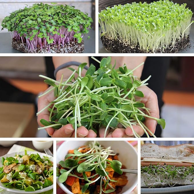 Cilantro Langsam Bolt Seeds for Fresh, Flavorful Cilantro
