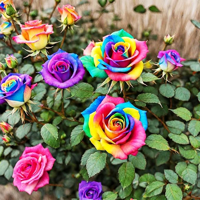 Rainbow Rose Rosa spp Flower Seeds for Planting in Flower Bed