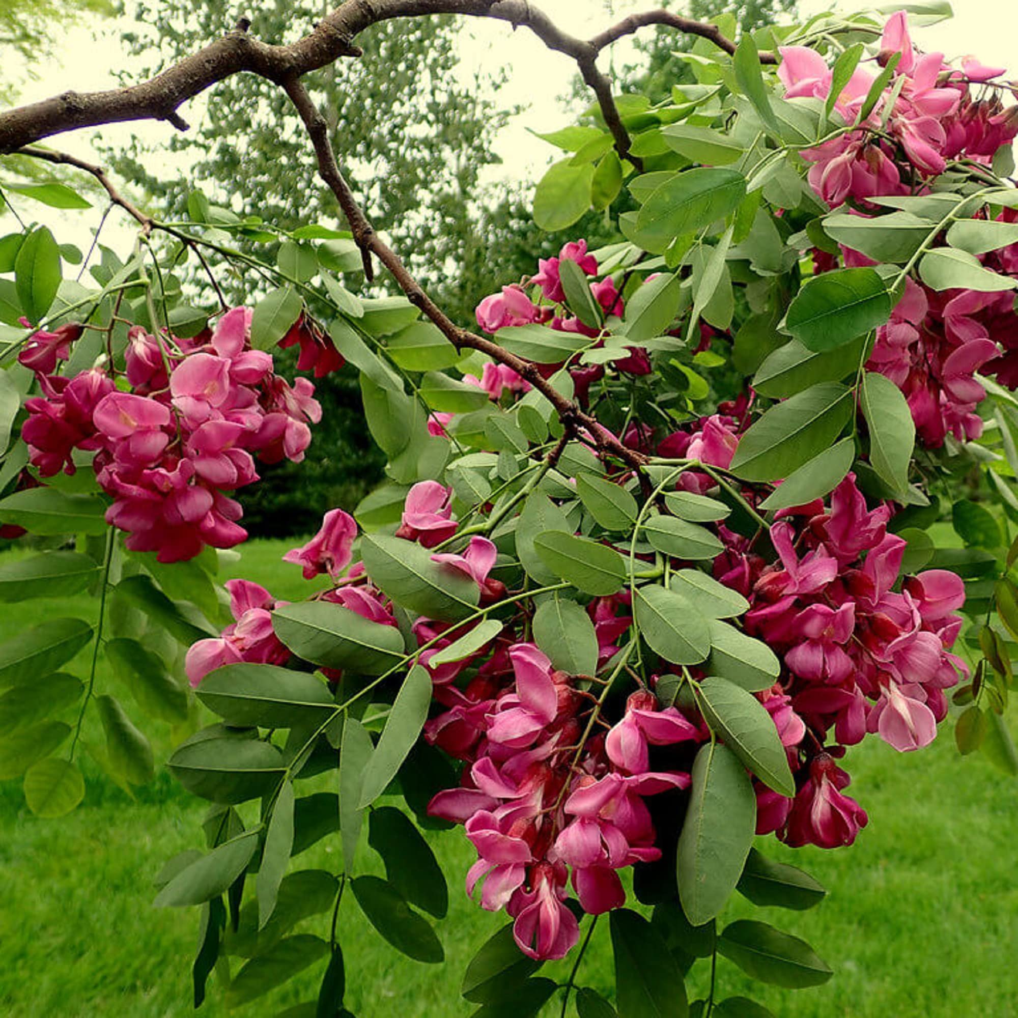 Pink Locust Tree Seeds for Easy Planting