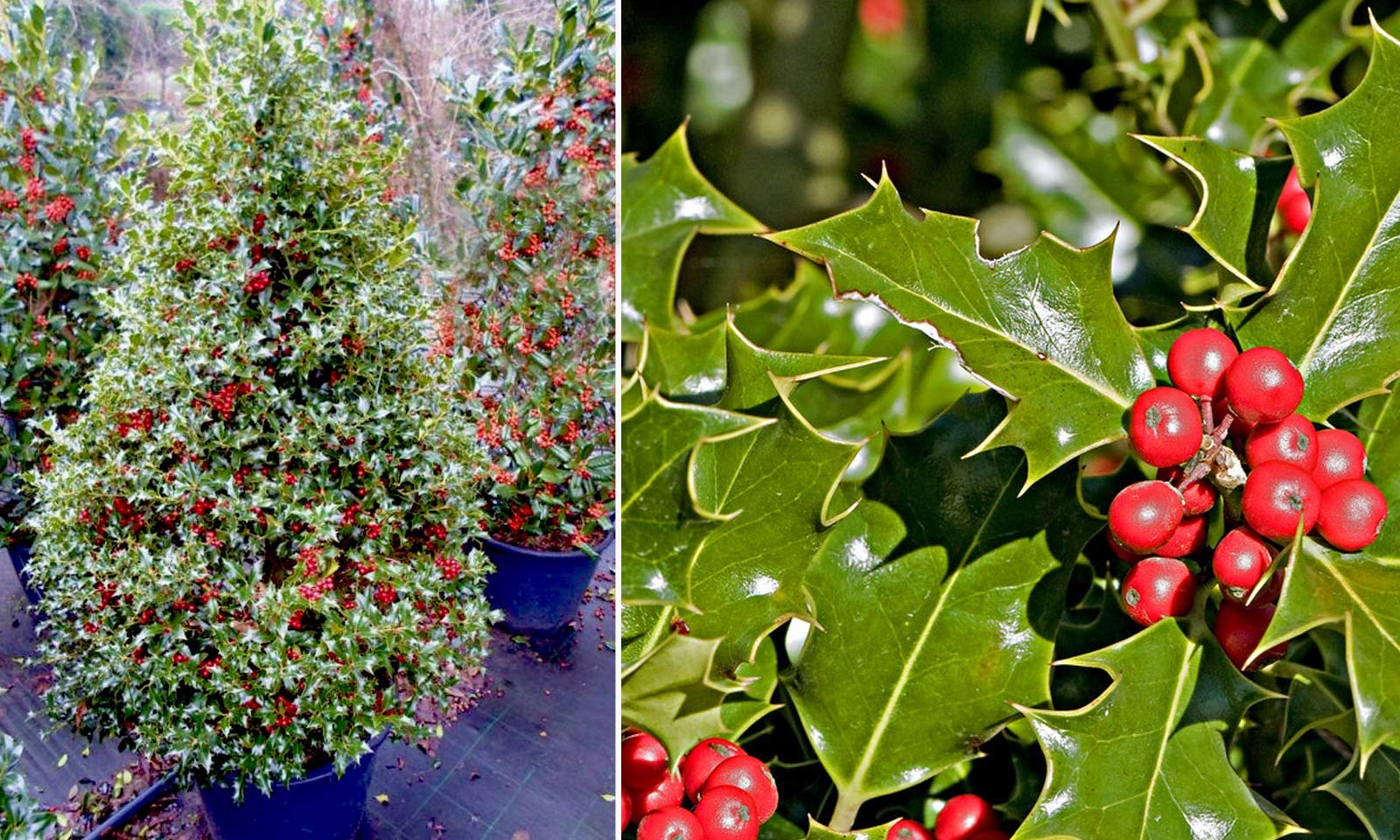 ILEX Aquifolium Holly Ilex aquifolium Seeds for Planting - Perfect for Flower Bed & Urban Garden