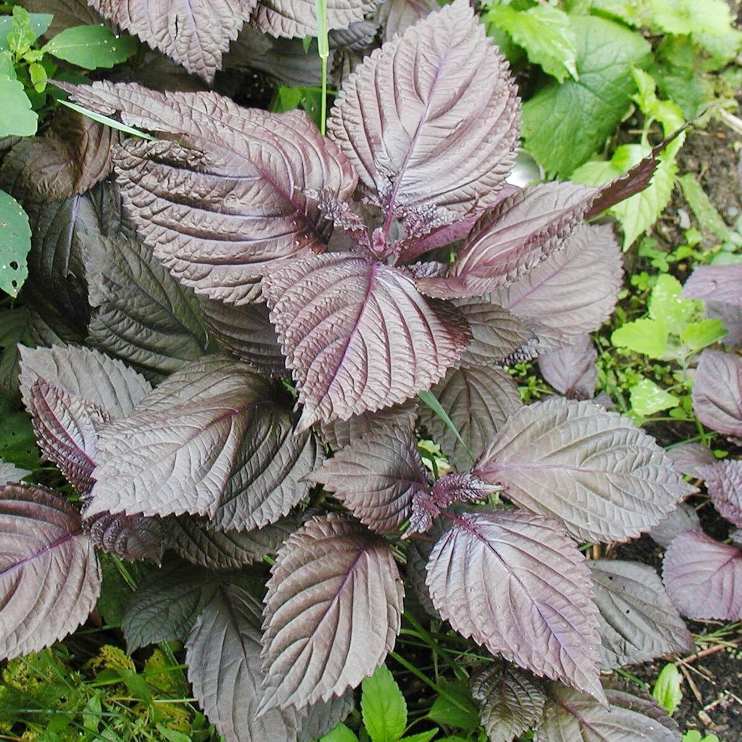 Deep Purple Coleus Flower seeds for Planting - Bright Blooms, Heirloom & GMO Free Seeds for Home Garden