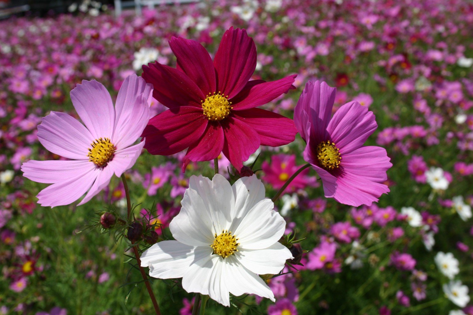 Cosmos Cosmos Bipinnatus Seeds for Planting