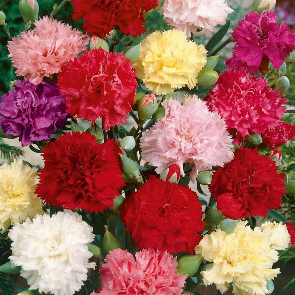 Mixed Dianthus Caryophyllus Flower Seeds for Planting Long Bloom Season Heirloom & GMO Free Seeds for Home Garden
 
 Sale