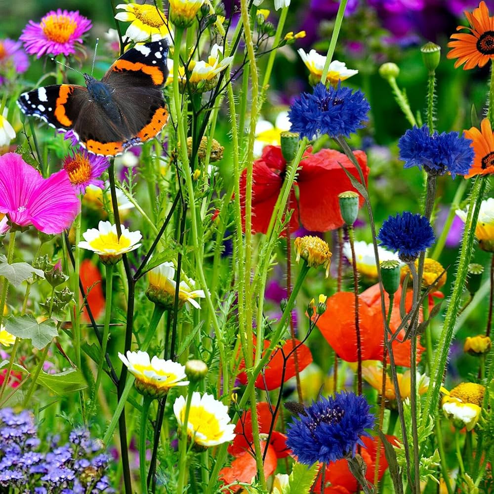 Mixed Oenothera Flower seeds for Planting - Wildflower Mix, Heirloom & GMO Free Seeds for Home Garden