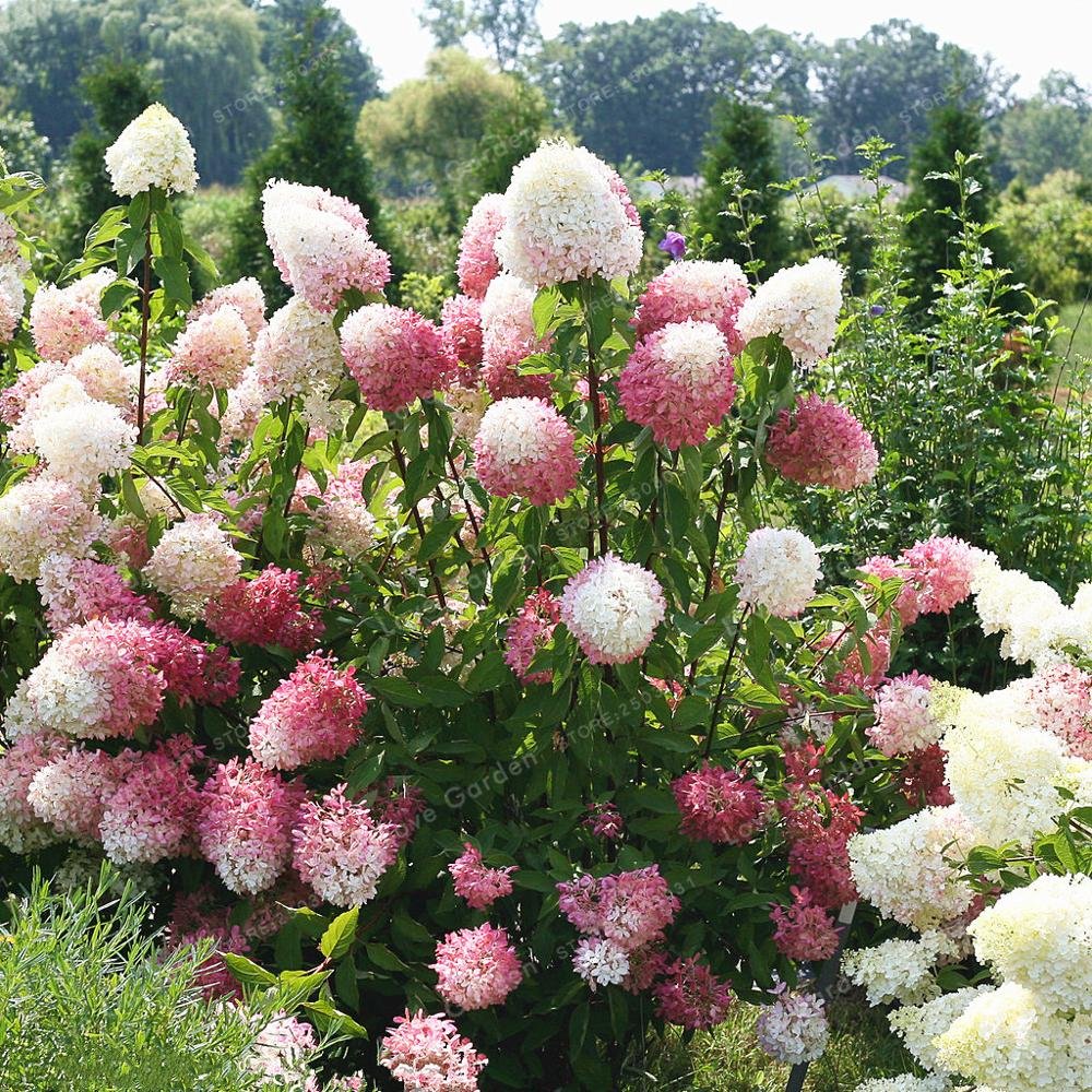 Vanilla Strawberry Hydrangea Hydrangea macrophylla Flower Seeds for Planting in Garden