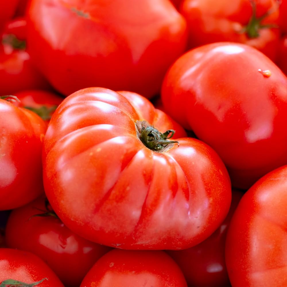 Beefmaster Red Tomato Seeds for Planting - Vegetable Garden Seeds