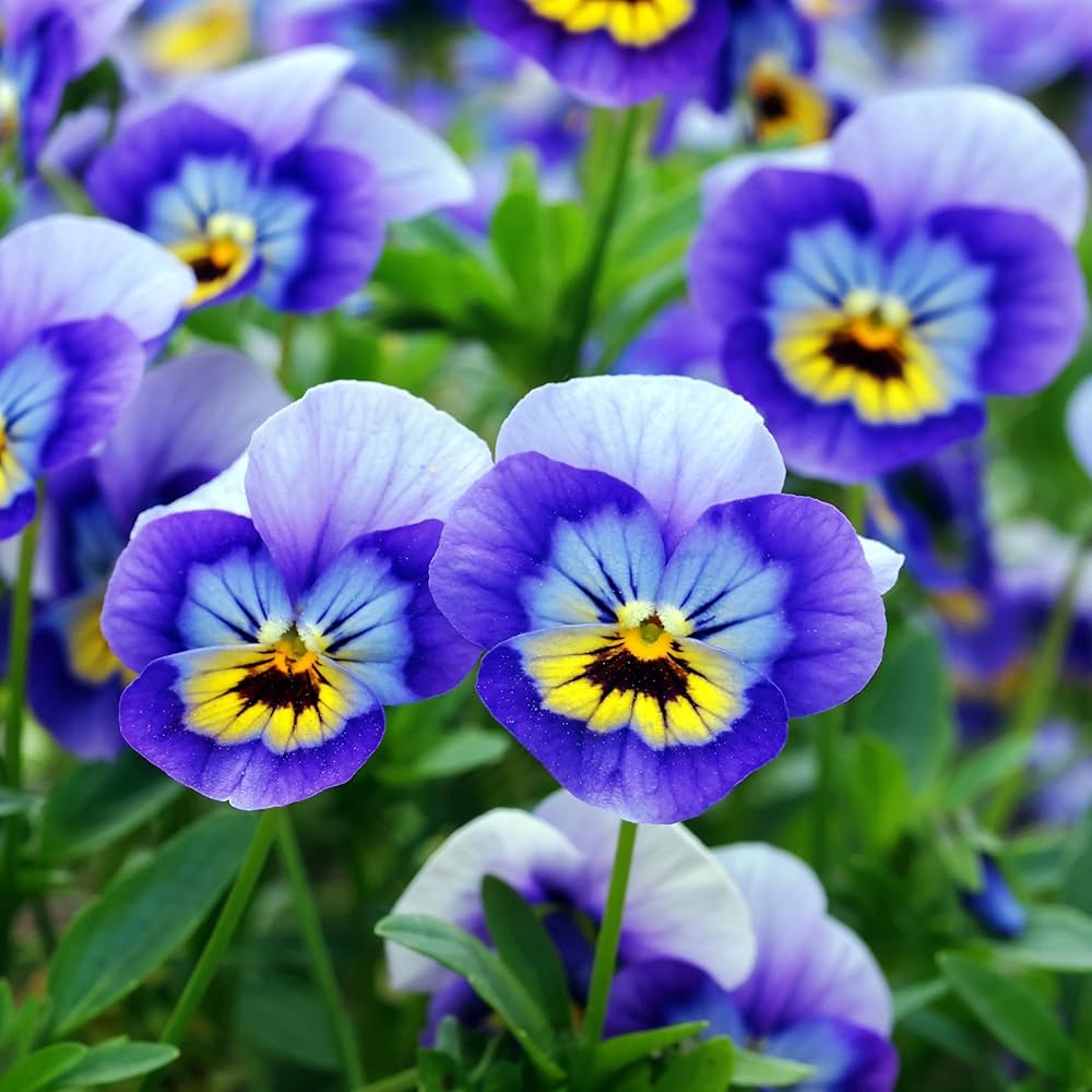 Pansy Blue Flower seeds for Planting - Wildflower Mix, Heirloom & GMO Free Seeds for Home Garden