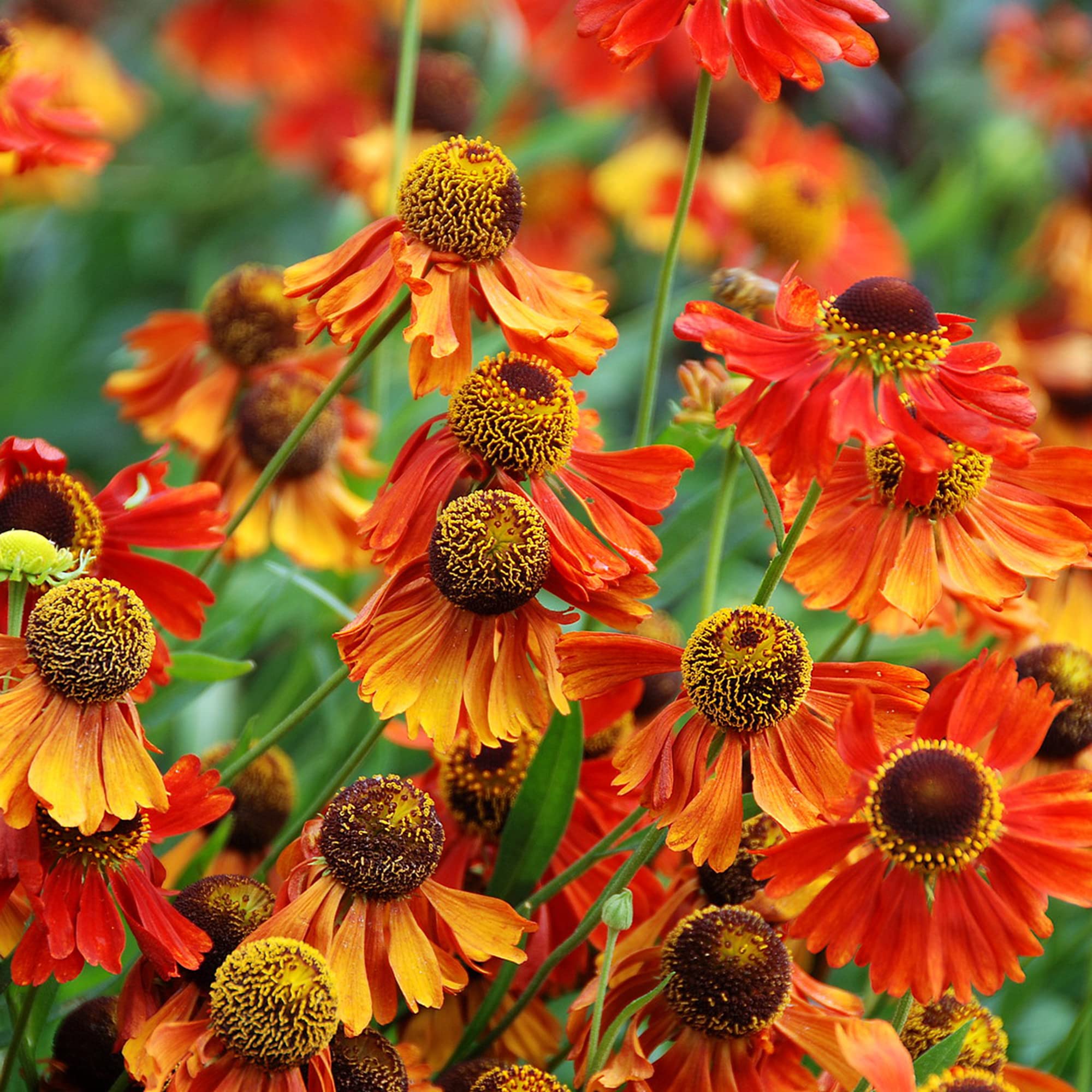Helenium Sneezeweed Flower Seeds