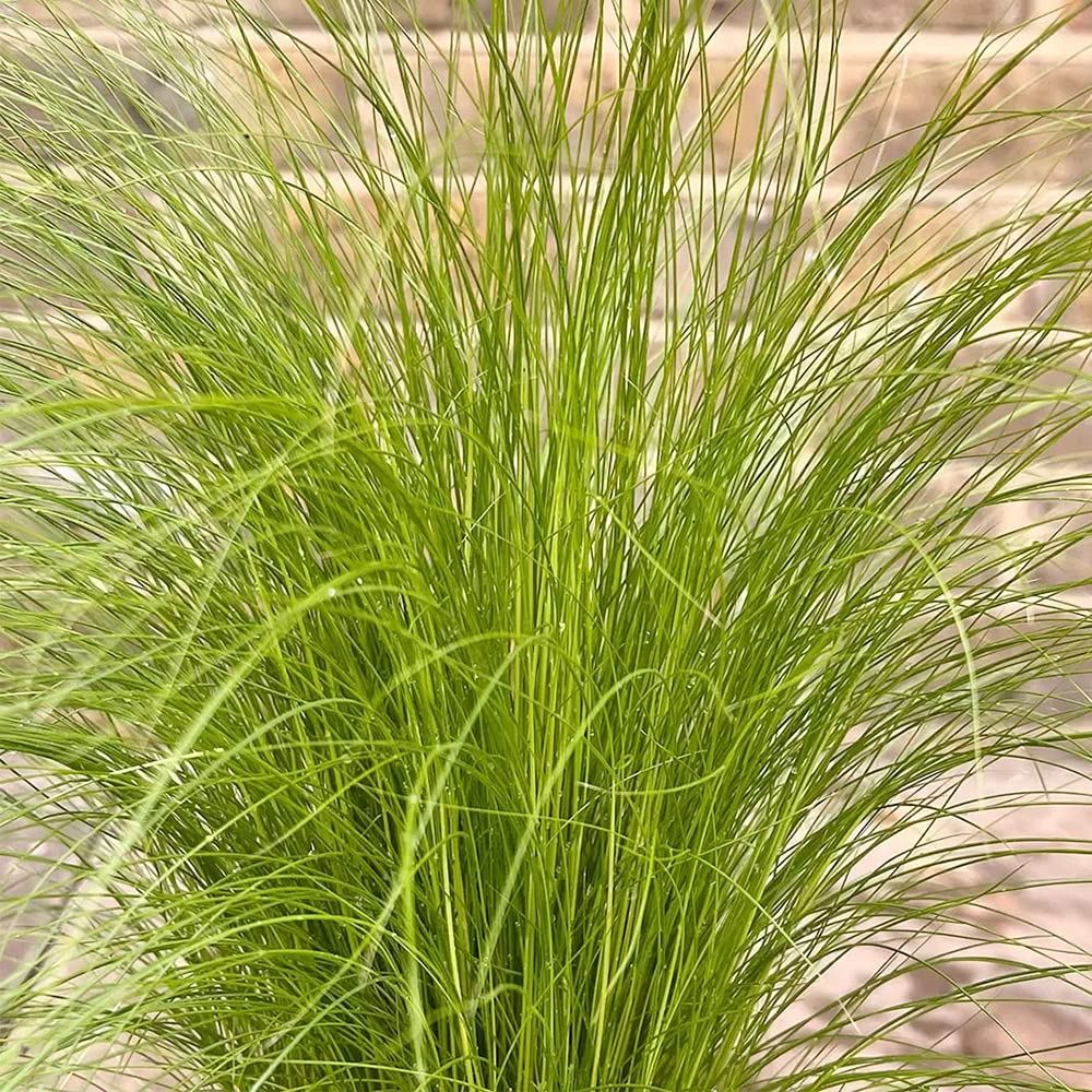 Mexican Feather Nassella tenuissima Grass Seeds