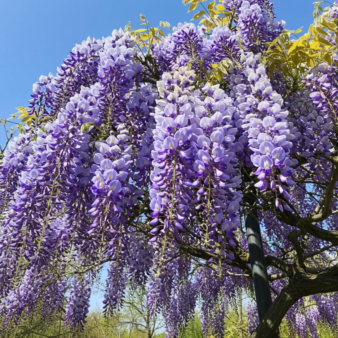 Weeping Wisteria Tree Seeds for Planting Blue