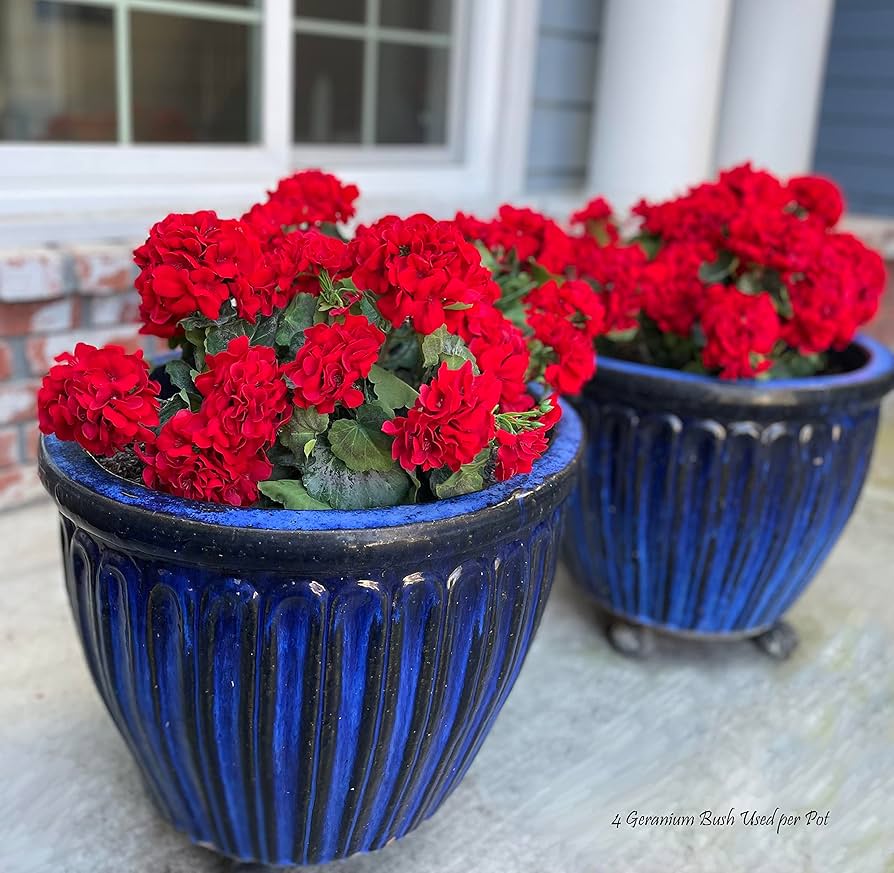 Red Geranium Flores Flower Seeds for Planting Hardy Variety Heirloom & GMO Free Seeds for Home Garden
 
 Sale