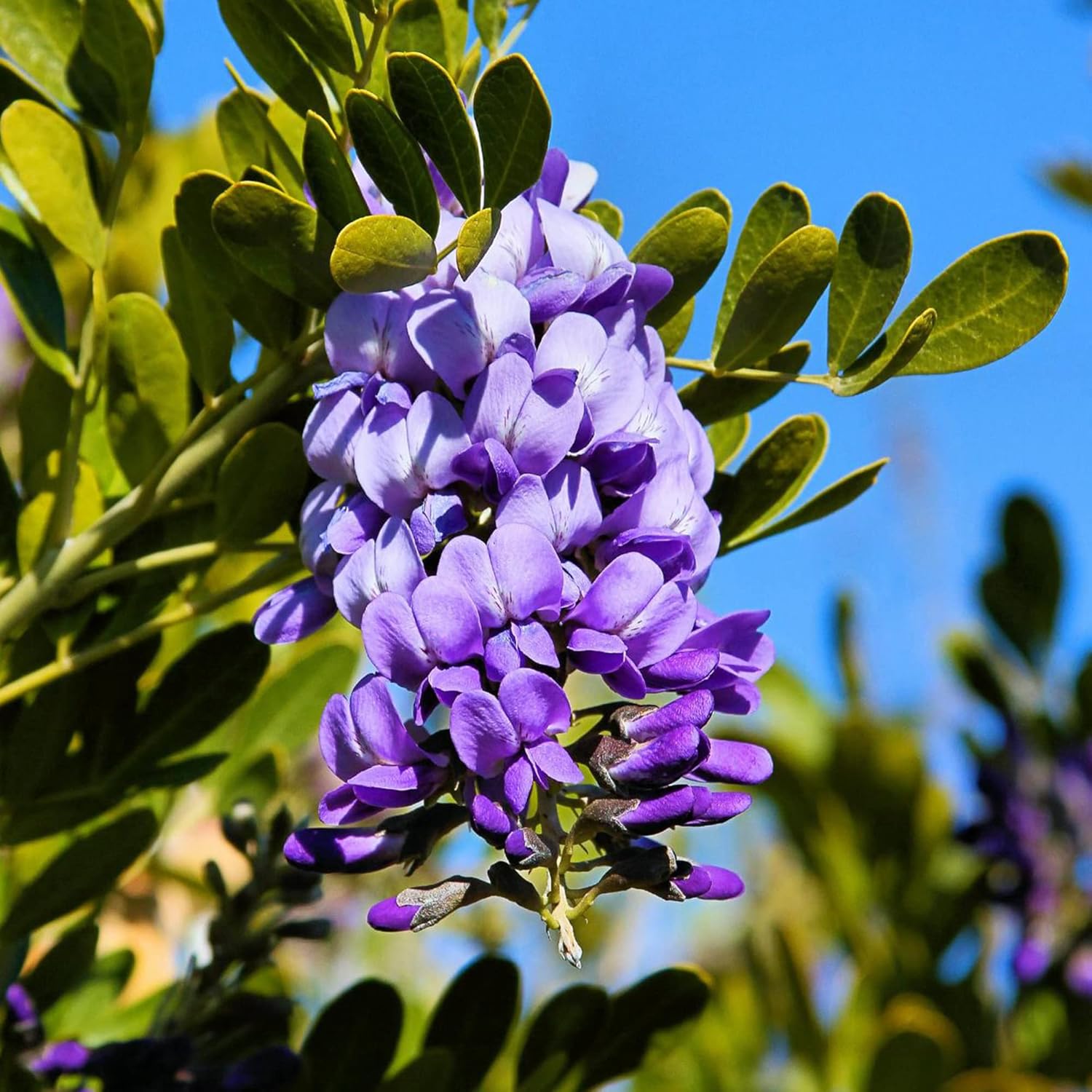 Texas Mountain Laurel Seeds Sophora Secundiflora Evergreen Tree Fragrant Purple Flowers Drought