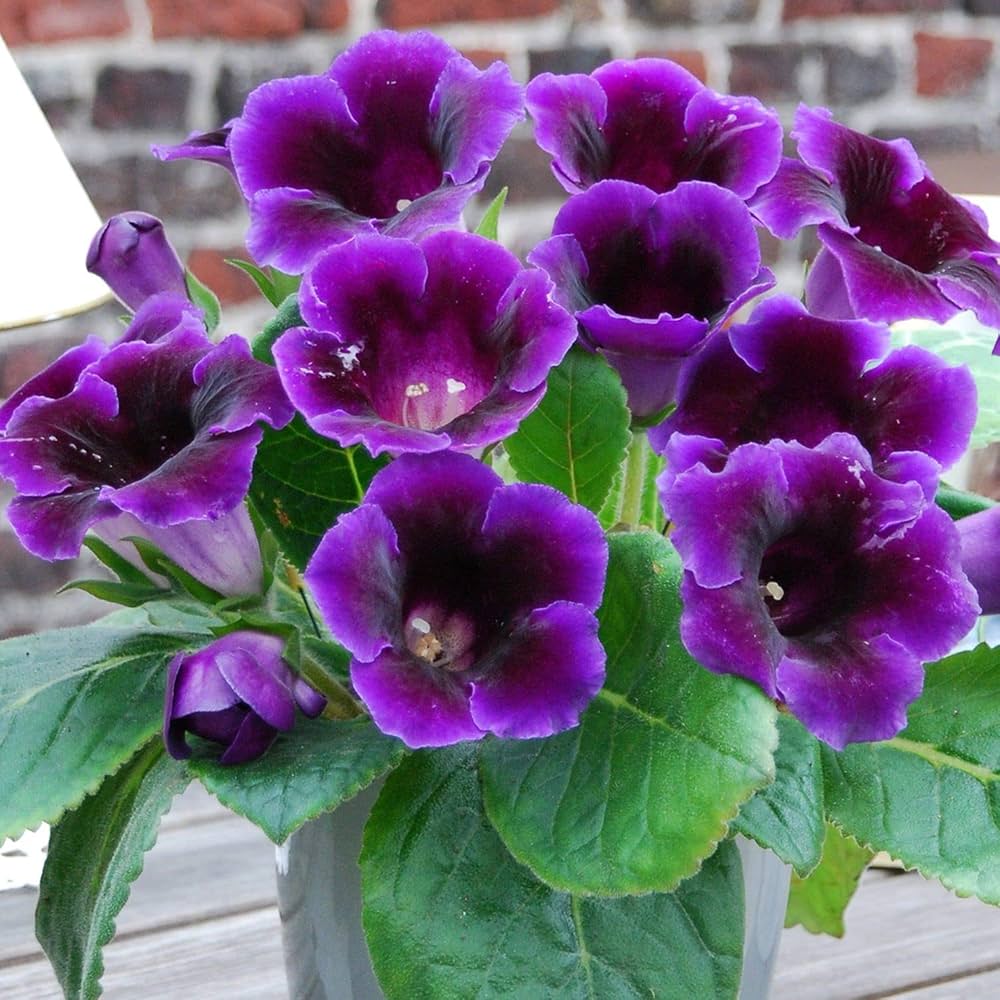 Pink Purple Gloxinia Flower seeds for Planting - Compact Growth, Heirloom & GMO Free Seeds for Home Garden