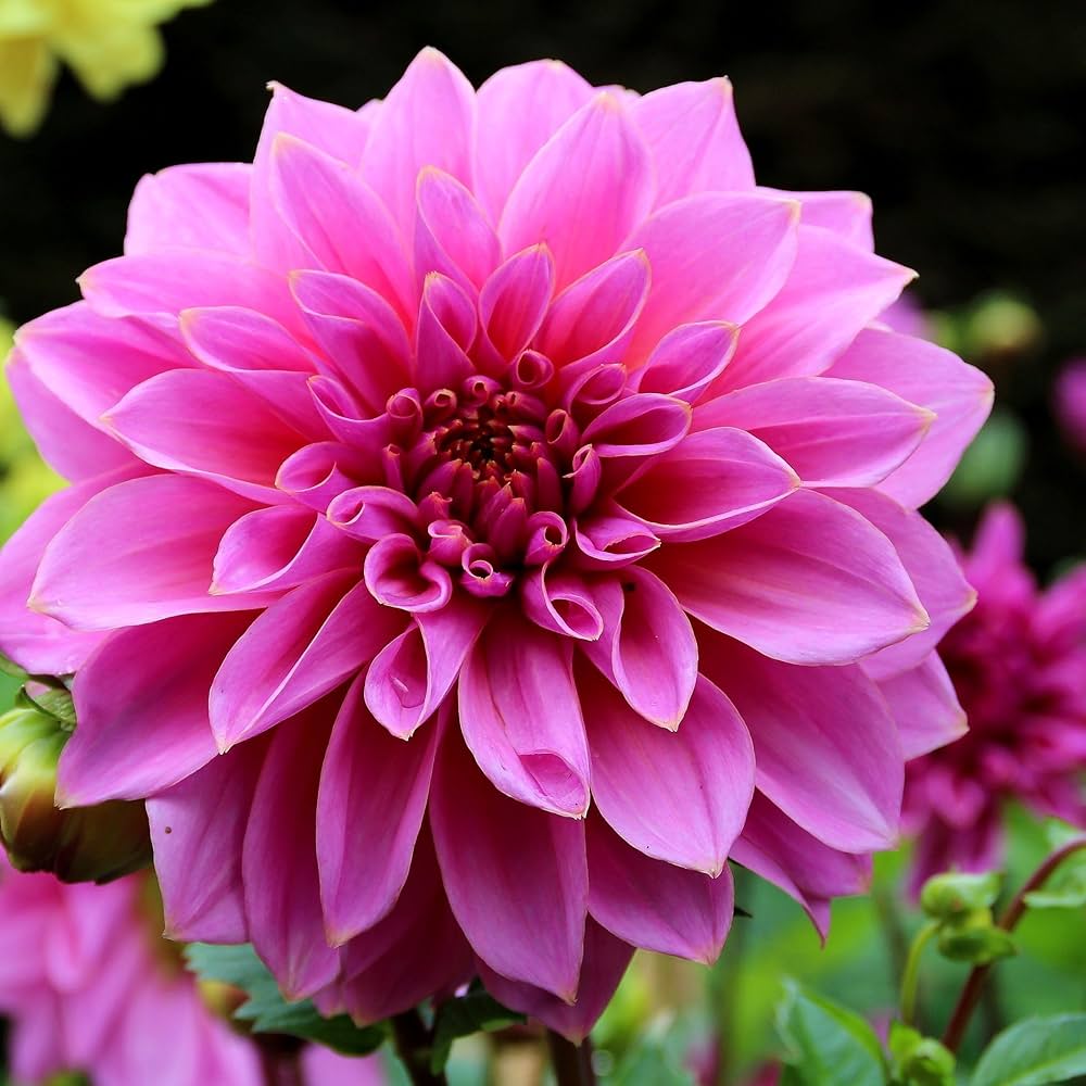 Tango Mixed Flower Seeds for Planting Heirloom Non-GMO Seeds