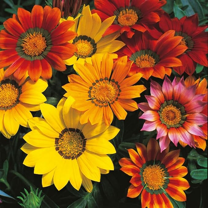 Gazania Gazania spp Flower Seeds for Planting in Flower Bed