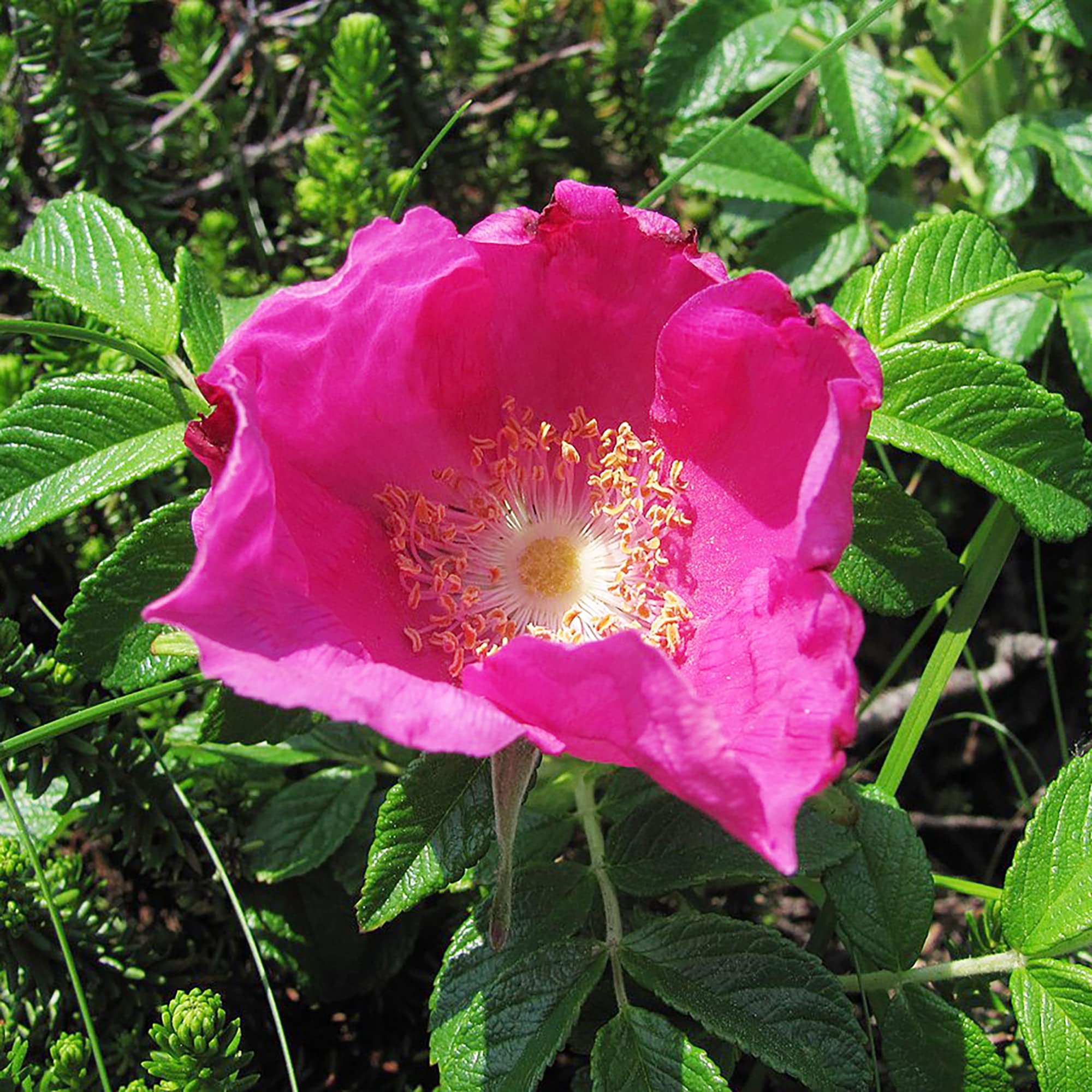 Red Rugosa Rose Seeds for Fragrant, Hardy Rose Bushes