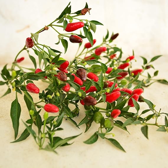 Pepper Capsicum spp. for planting in vegetable patch