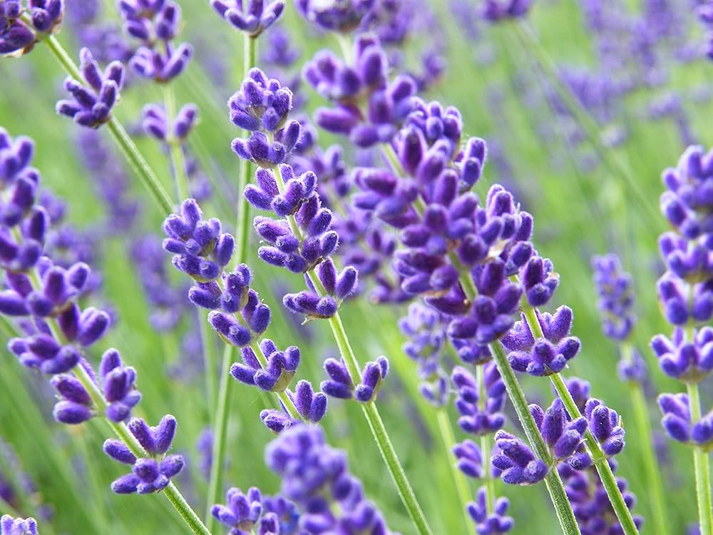 Provence Lavender Flower seeds for Planting - Easy to Grow, Heirloom & GMO Free Seeds for Home Garden
