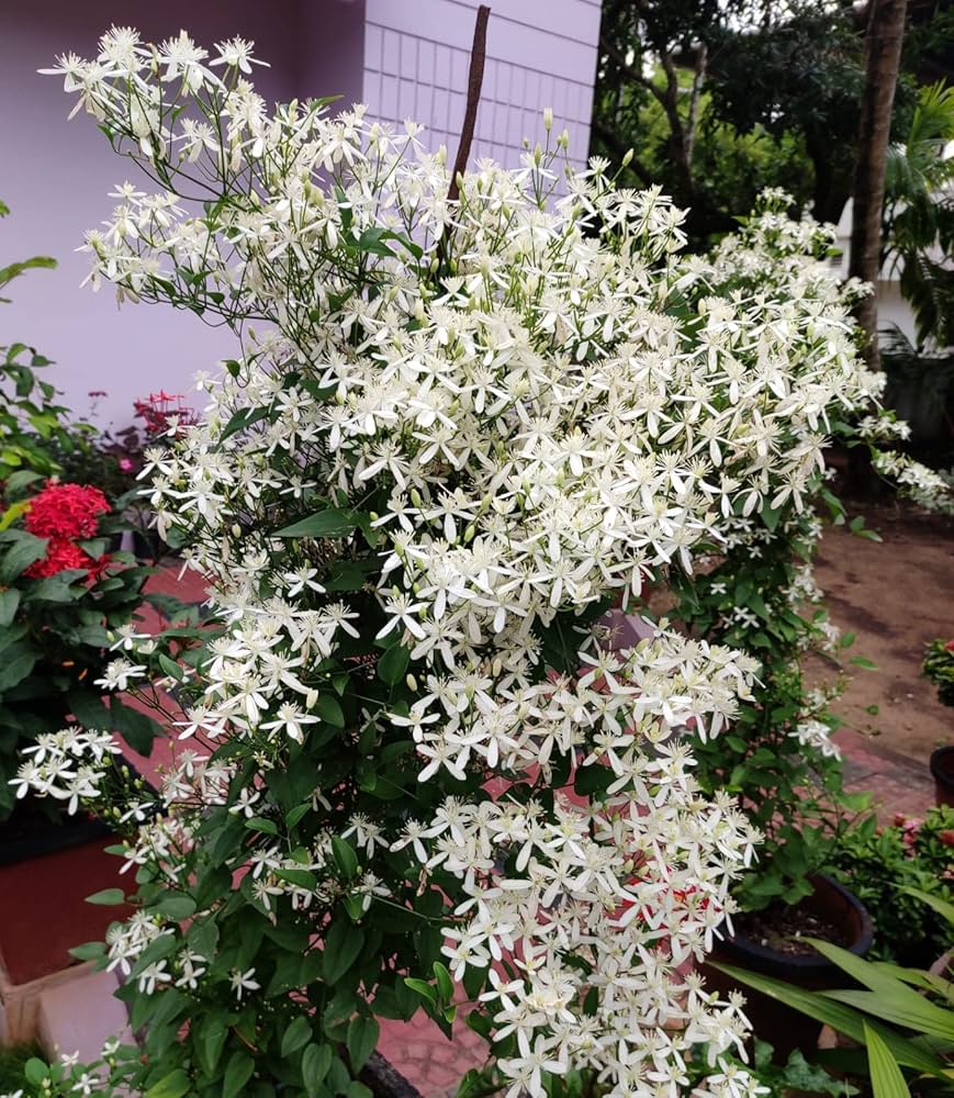 White Loropetalum Flower seeds for Planting - Low Maintenance, Heirloom & GMO Free Seeds for Home Garden