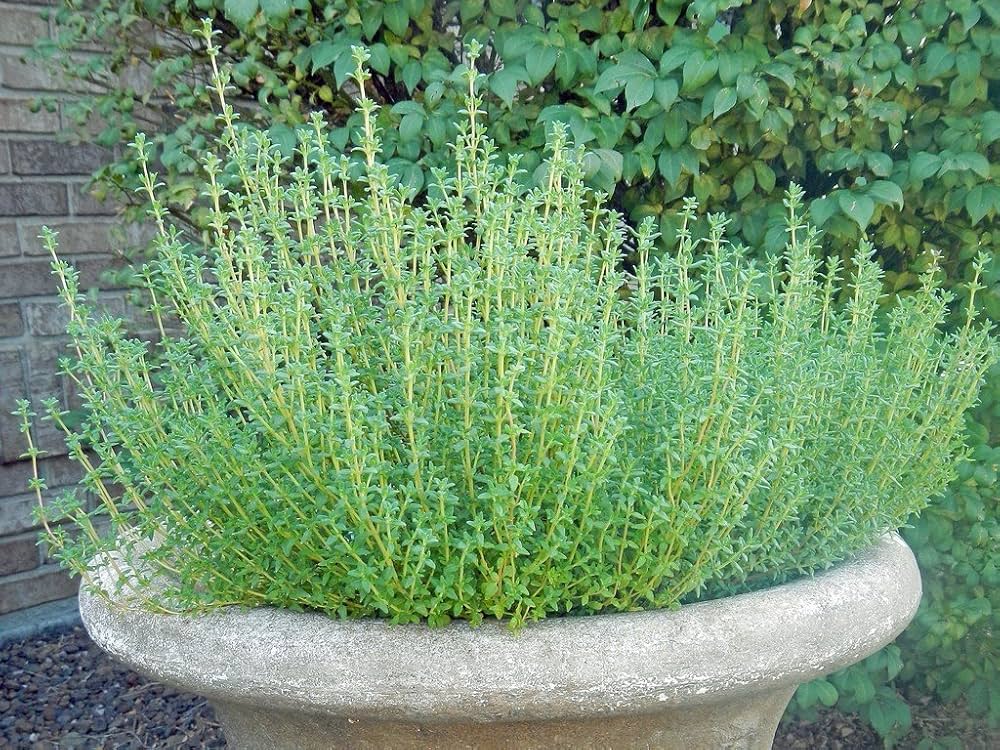 Winter Thyme Thymus Vulgaris Seeds for Planting - Great for Herb Garden & Vegetable Patch