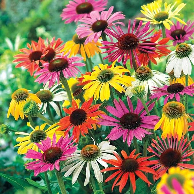 Echinacea 'Sunbird' Chrysanthemum Echinacea purpurea Seeds for Planting in Flower Bed & Garden