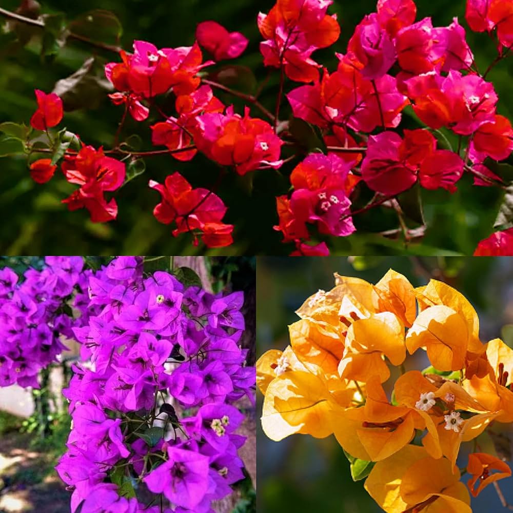 Bougainvillea Bougainvillea spp. Seeds for Planting in Tropical Garden