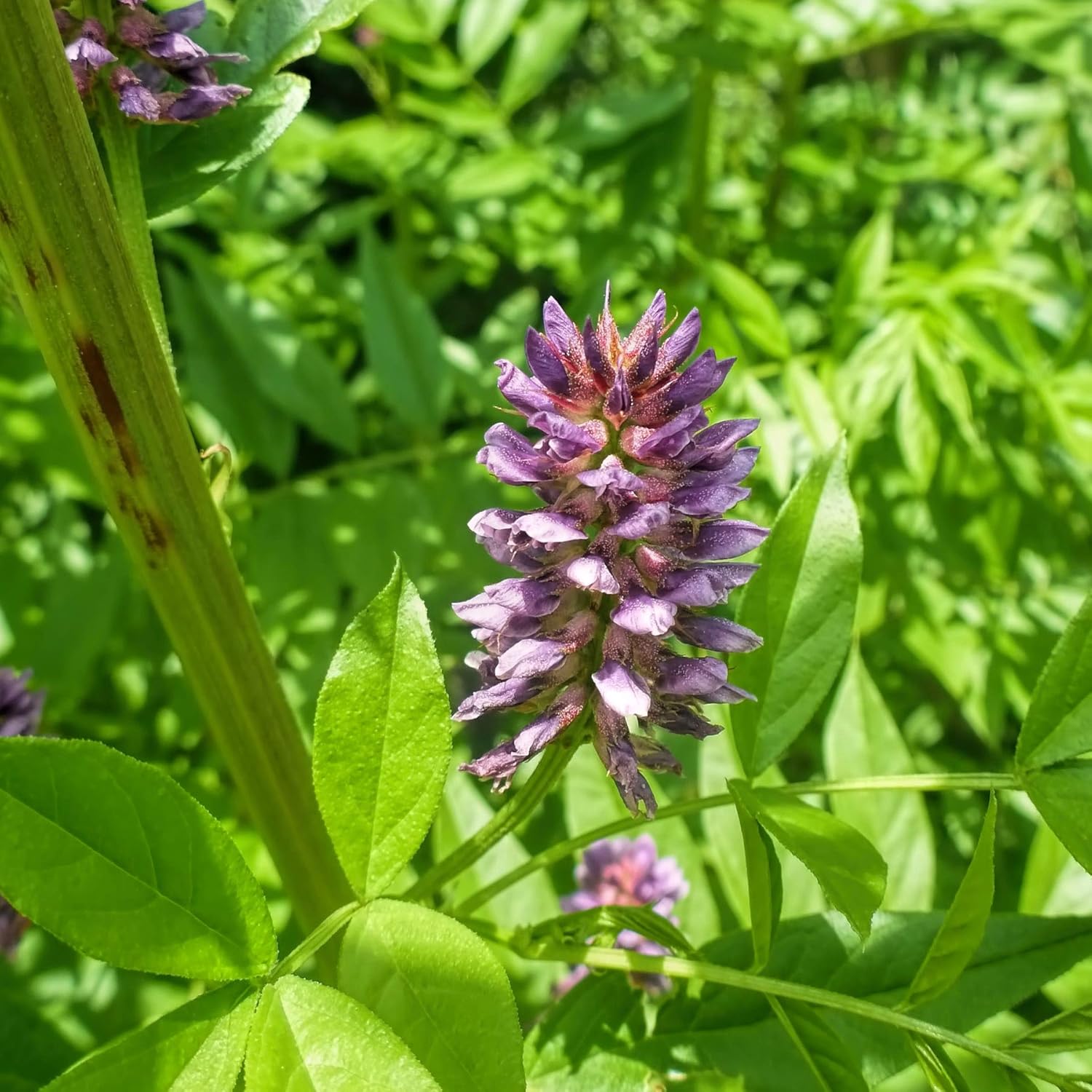Licorice Root Glycyrrhiza glabra Seeds for Planting in Herb Garden & Landscape - Evergrowseeds