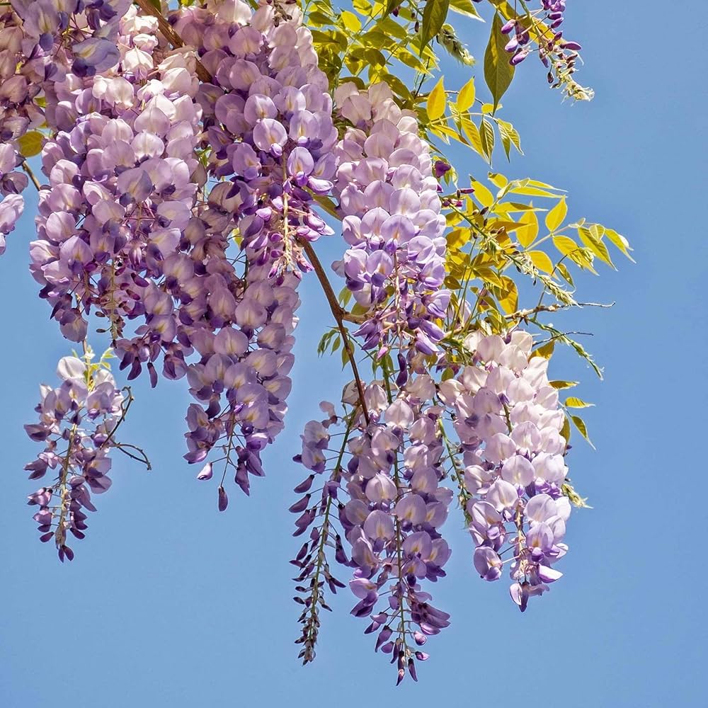 Beautiful Purple Wisteria Vine Seeds – Fragrant, Cascading Purple Flowers for Gardens and Arbors