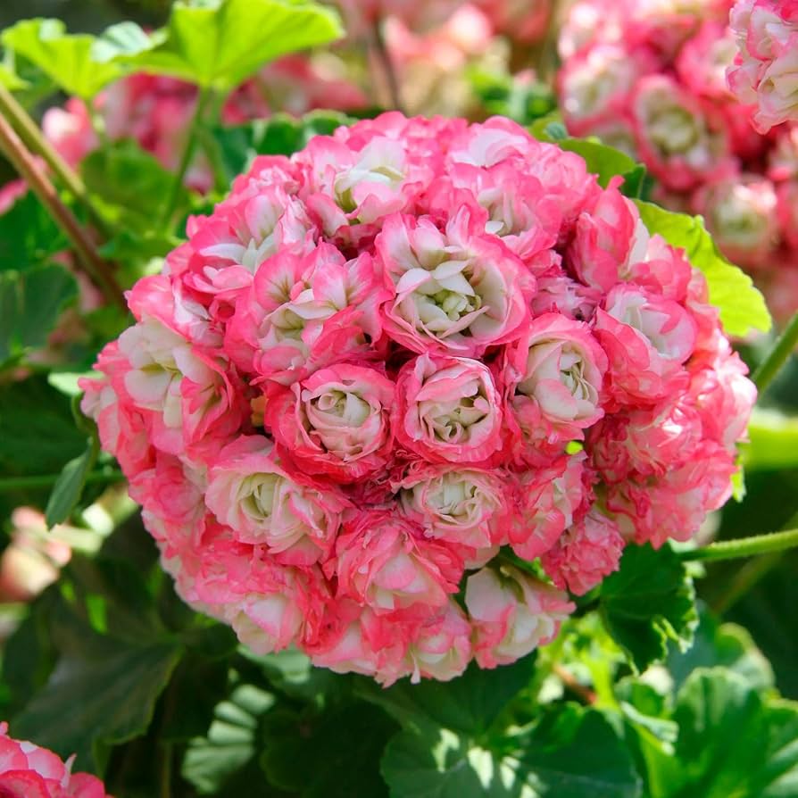 Dark Pink Geranium Apple Blossom Flower Seeds for Planting
