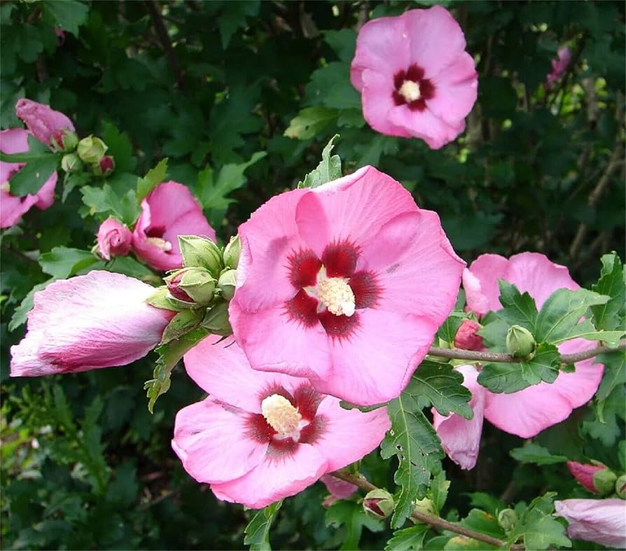 Rose of Sharon Hibiscus Syriacus Seeds
