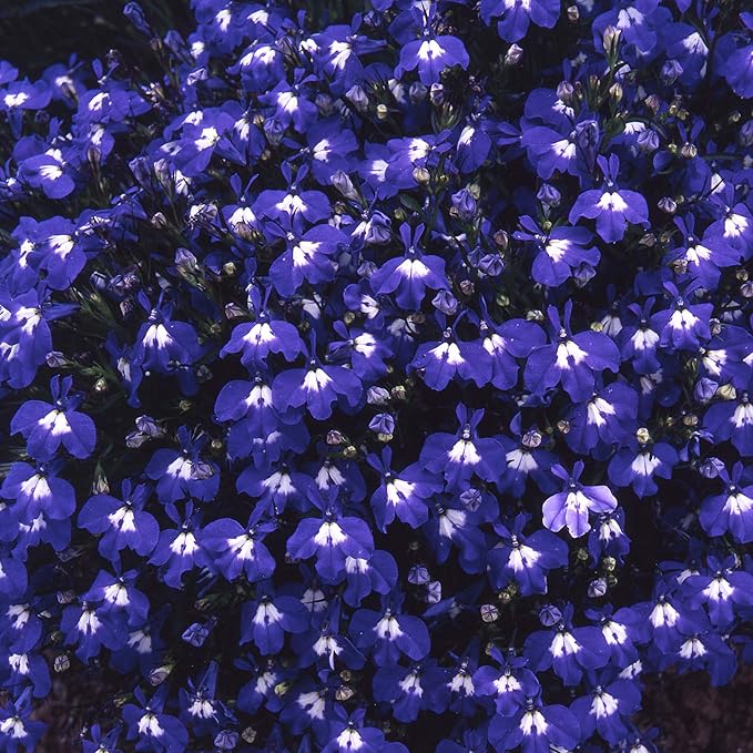 Lobelia Blue Wings Seeds for Vibrant Blue Flowers