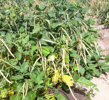 Dixie Grow Dixie Lee Cream Crowder Pea Seeds for Vegetable Patch