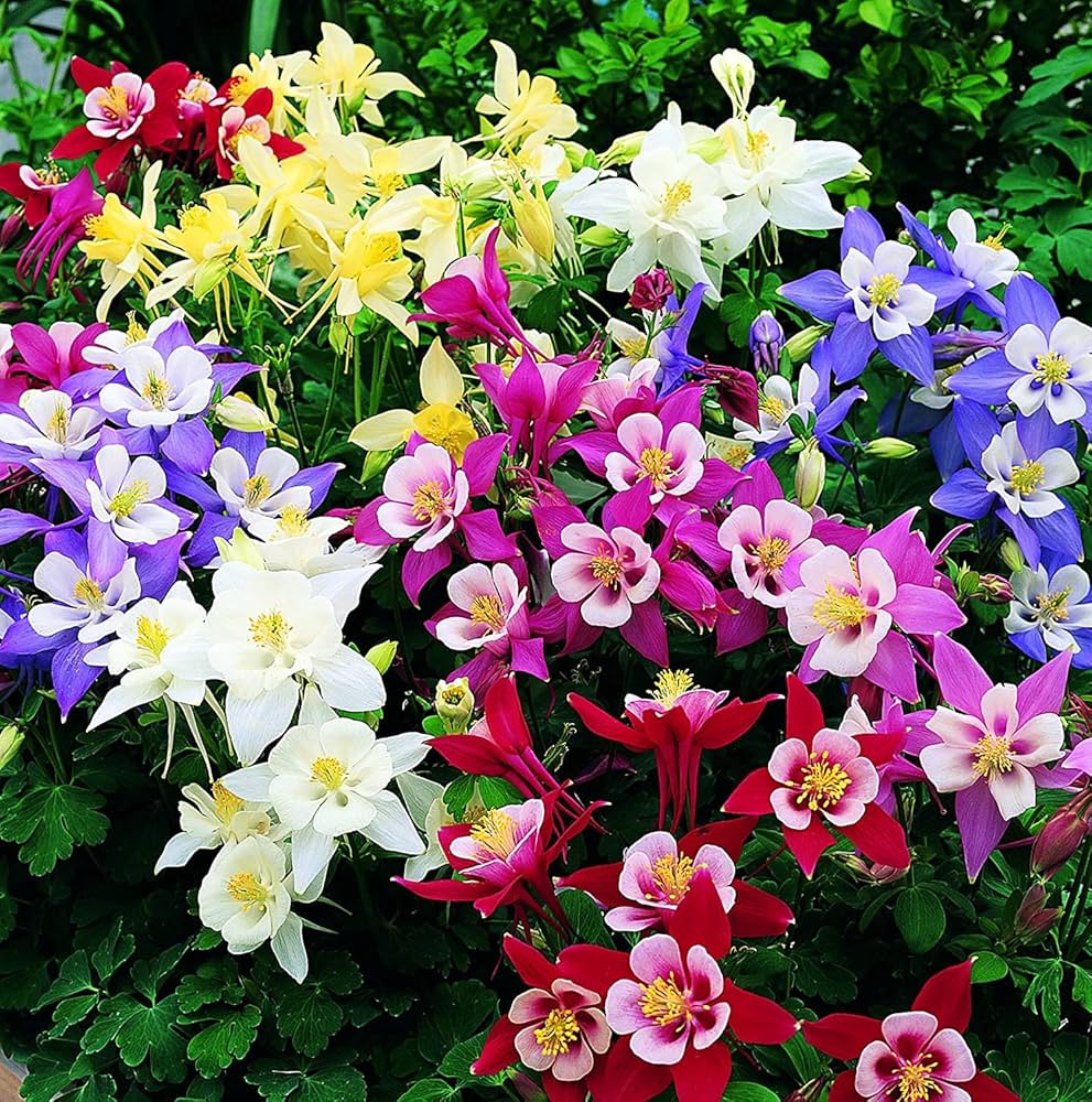Purple White Aquilegia Flower seeds for Planting - Easy to Grow, Heirloom & GMO Free Seeds for Home Garden